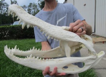 Alligator Skull, Alligator Skulls 