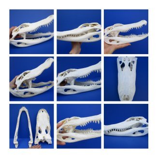 Alligator Skulls