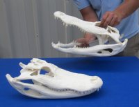 Alligator Skulls Wholesale and Individually