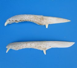 Large Alligator Bon...