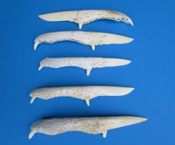 Large Alligator Bon...