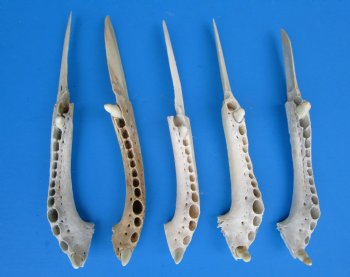  Large Alligator Bone Knives <font color=red> Wholesale</font>, 10 to 11 inches - 8 @ $16.20 each