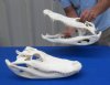 15 inches Nice Quality Large  Florida Alligator Skulls for Sale, Beetle cleaned and professionally whitened - $95.00 each 