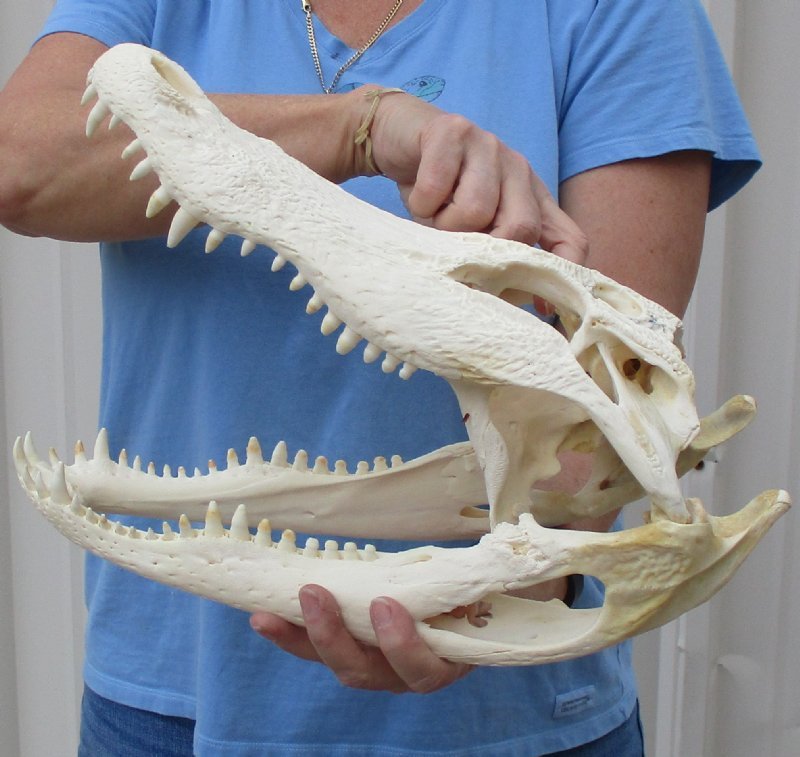Nice Quality Wholesale Florida Alligator Skull for Sale 16 to 163/4 inches
