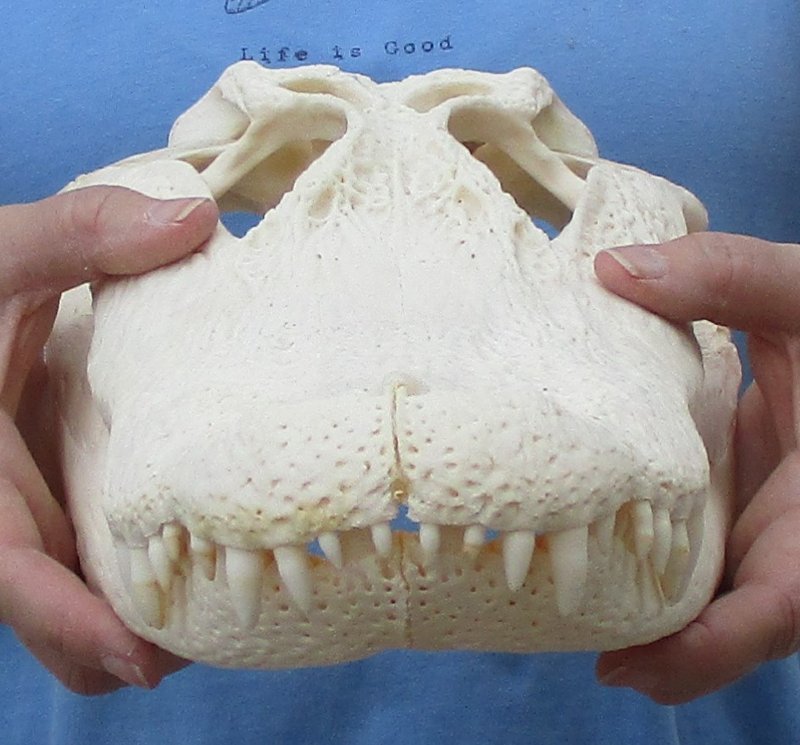 Nice Quality Wholesale Florida Alligator Skull for Sale 16 to 163/4 inches