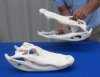 17 inches Large Alligator Skull Wholesale, Nice Quality from a 10 foot Florida Gator, beetle cleaned and whitened - $140.00 each