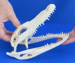 Grade B Real Florida Alligator Skulls <font color=red> Wholesale</font> (7"-8") - 2 @ $50 each