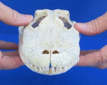 Grade B Real Florida Alligator Skulls <font color=red> Wholesale</font> (7"-8") - 2 @ $50 each