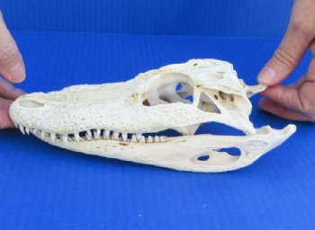 Grade B Real Florida Alligator Skulls <font color=red> Wholesale</font> (7"-8") - 2 @ $50 each