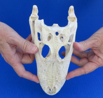 Grade B Real Florida Alligator Skulls <font color=red> Wholesale</font> (7"-8") - 2 @ $50 each