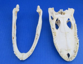 Grade B Real Florida Alligator Skulls <font color=red> Wholesale</font> (7"-8") - 2 @ $50 each