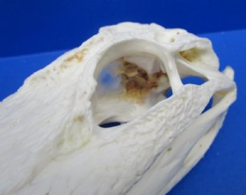 Grade B Real Florida Alligator Skulls <font color=red> Wholesale</font> (7"-8") - 2 @ $50 each
