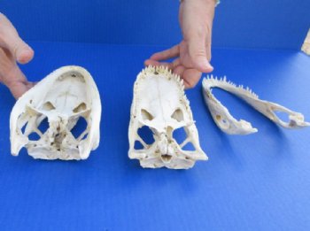 Grade B Real Florida Alligator Skulls <font color=red> Wholesale</font> (7"-8") - 2 @ $50 each