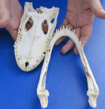 Grade B Real Florida Alligator Skulls <font color=red> Wholesale</font> (7"-8") - 2 @ $50 each