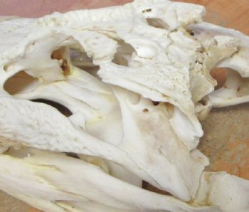 Grade B Real Florida Alligator Skulls <font color=red> Wholesale</font> (7"-8") - 2 @ $50 each