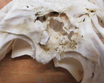 Grade B Real Florida Alligator Skulls <font color=red> Wholesale</font> (7"-8") - 2 @ $50 each