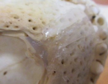 Grade B Real Florida Alligator Skulls <font color=red> Wholesale</font> (7"-8") - 2 @ $50 each
