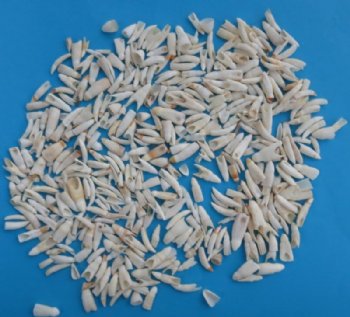 Small Alligator Teeth <font color=red> Wholesale </font>, 1/2 to 1 inch - $45 a 1/2 pound (Minimum 2 pounds)