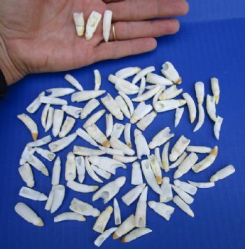 Bulk Authentic Alligator Teeth <font color=red> Wholesale</font> 1 to 1-3/8 inches - 90 @ $1.12 each