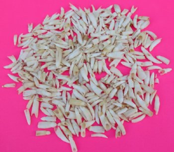 Small Alligator Teeth <font color=red> Wholesale </font>, 1/2 to 1 inch - $45 a 1/2 pound (Minimum 2 pounds)
