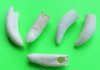 2-1/2 to 2-7/8 inches Large Real Alligator Teeth - 2 @ $7.50 each (Plus $5 postage) 4
