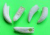 2-1/2 to 2-7/8 inches <FONT COLOR=RED> Wholesale</font>  Large Authentic Alligator Tooth for Jewelry Making - Pack of 12 @ $7.50 each