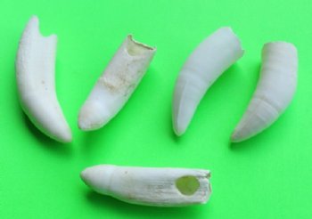 2-1/2 to 2-7/8 inches Large Real Alligator Teeth - 2 @ $7.50 each (Plus $5 postage) 