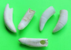 2-1/2 to 2-7/8 inches Large Real Alligator Teeth - 2 @ $7.50 each (Plus $5 postage) 