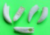 2 to 2-3/8 inches Real Alligator Tooth for Sale - 3 @ $5.25 each (Plus $5 postage)