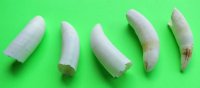 1-1/2 to 1-7/8 inches Real Alligator Teeth <font color=red> Wholesale</font> - 30 @ $3.15 each