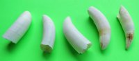 2-1/2 to 2-7/8 inches Large Real Alligator Teeth - 2 @ $7.50 each (Plus $5 postage) 