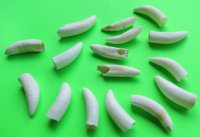 2 to 2-3/8 inches Real Alligator Teeth <font color=red> Wholesale</font>  - 33 @ $3.00 each