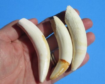 3 to 3-1/4 inches Authentic Extra Large Florida Alligator Tooth for Sale - $14.99 each