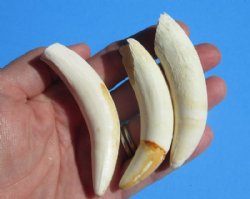 3 to 3-1/4 inches Authentic Extra Large Florida Alligator Tooth for Sale - $14.99 each