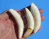 3 to 3-1/4 inches Extra Large Authentic Alligator Teeth <font color=red> Wholesale</font> - 10 @ $10 each