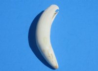 3 to 3-1/4 inches Authentic Extra Large Florida Alligator Tooth for Sale - $14.99 each