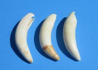 3 to 3-1/4 inches Extra Large Authentic Alligator Teeth <font color=red> Wholesale</font> - 10 @ $9.25 each