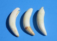 3 to 3-1/4 inches Authentic Extra Large Florida Alligator Tooth for Sale - $14.99 each (Plus $5 postage)