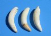 3-1/2 to 3-3/4 inches Extra Large Real Alligator Teeth <font color=red> Wholesale</font> - 6 @ $15.50 each