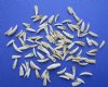 100 Small Real Alligator Teeth 1/2 to 1-1/4 inches for .33 each Plus $6.00 Postage