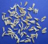 100 Tiny Alligator Teeth Under 3/4 inch for .17 each Plus $5.00 Postage