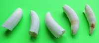 1-1/2 to 1-7/8 inches Authentic Alligator Teeth - 5 @ $5.25 each