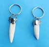 <font color=red> Wholesale</font> Large Alligator Tooth Key Chain, Key Rings With 1-1/2 to 1-7/8 inches Gator's Tooth -  Pack of 14 @ $7.00 each;