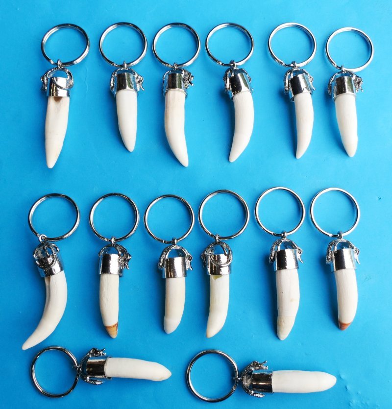Large Alligator Tooth Key Chain, Key Rings With 11/2 to 17/8 inches Tooth