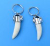 <font color=red> Wholesale</font> Alligator Tooth Key Chain, Key Ring Made with a 1 to 1-3/4 inches  Authentic Gator's Tooth - Pack of 20 @ $5.40 each