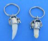 Alligator Tooth Key Chain or Key Ring  with 3/4 to 7/8 inch authentic gator tooth - Pack of 3 @ $8.50 each (Plus $7.50 First Class Mail)