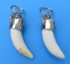 2 to 2-3/4 inches Extra Large Alligator Tooth Key Chain, Key Ring for Sale - Pack of 1 @<font color=red> $15.99 each</font> Plus $7.50 1st Class Shipping 
