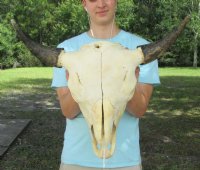 American Bison Skulls, Buffalo Skulls