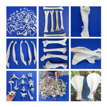 Animal Bones
