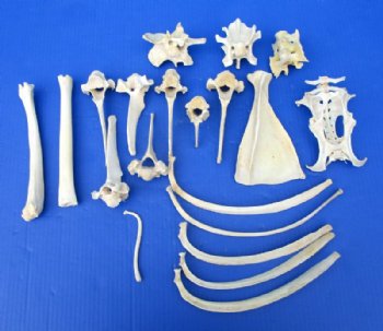 Animal Bones, Bone for Carving, Crafts
